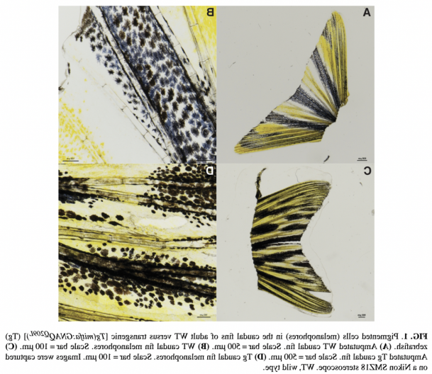 无花果. 1. 成年WT与转基因斑马鱼尾鳍中的色素细胞(黑素细胞)...